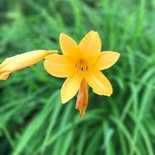 🌸 40代50代60代☘️☘️友達募集！☘️☘️人生再出発！🌸再...