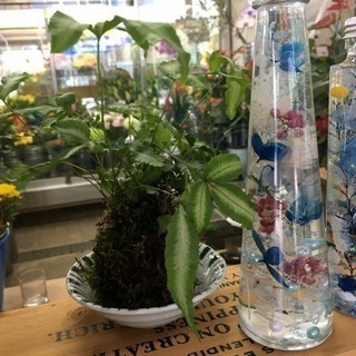 夏色ハーバリウム  苔玉作り