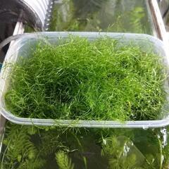 水草　タッパーに一杯分