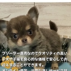ブリーダーショップ❗️ワンちゃんネコちゃん直売します🐶😻