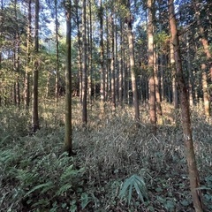 ★伊賀市柏野 山林レンタル 2511㎡ 3,000円/月