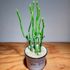 可愛いサンゴのような多肉植物！お世話簡単！デザイン鉢付きの画像