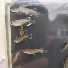めだか‼　　フロマージュ‼　１ペア‼　