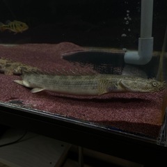 【熱帯魚】ポリプテルスアンソルギー 