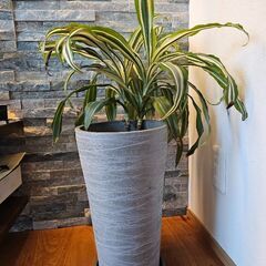 室内観葉植物🌿