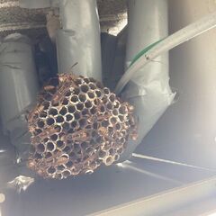 建物・屋根裏に居座る害獣駆除なら【害獣駆除の生活救急隊 川越営業所】