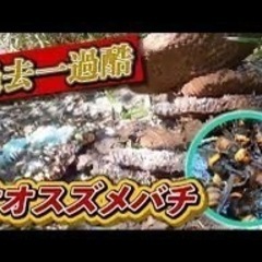 【愛媛県】業務委託　蜂駆除作業員募集