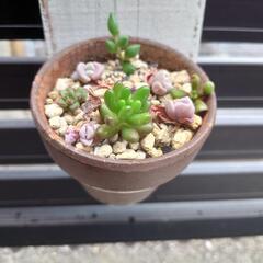 多肉植物  寄せ植え  Ｎo.2
