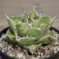 アガベが欲しいです。