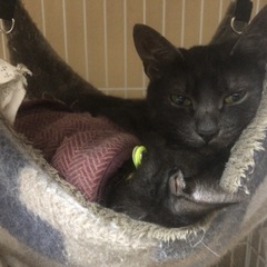 車に入り込んだネコズ　の　ハンモックを探しています