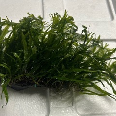 ミクロソリウム sp ウィンドナローK