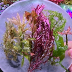 水草　7種類大量セット　ミクロソリウム　ロタラ　ウィローモス等