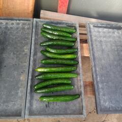 野菜セット