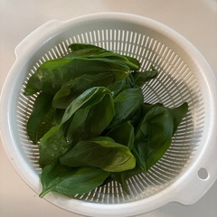 ハーブ　
バジル