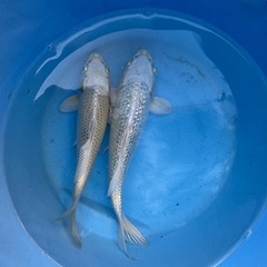 水槽魚3匹まとめセット今日まで大特価